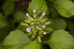 Slender wild basil